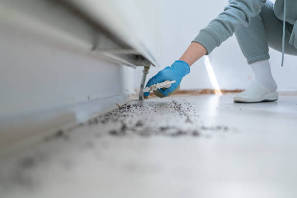 Best Wasp Removal Services  in Liberal, KS